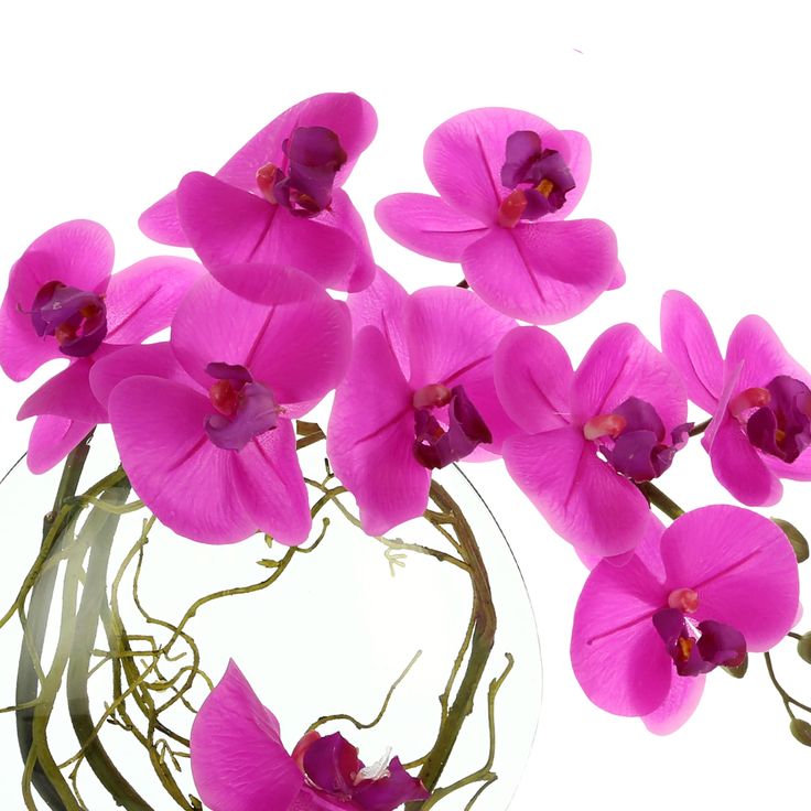 Orchids & Gladiolus